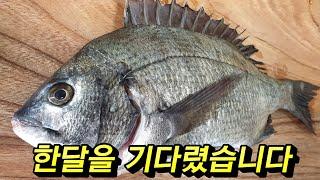 감성돔 찌낚시-금어기 이후 찾아온 짜릿한 손맛^^!!