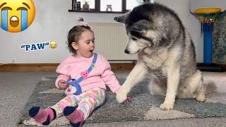 Sassy Baby Teaching Her Husky To Give Paw Is The Cutest Thing You Will See!.