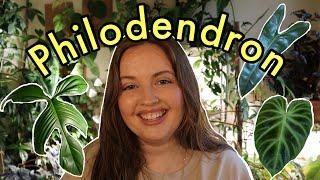 How I Care For Philodendron Indoors | In Depth Care Tips