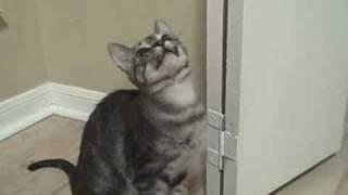 Carrie adoption video www.catsforlife.rescuegroups.org