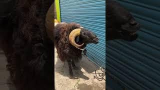 Bakri Eid sheep Neelasandra 2022