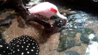 flamingo biting turtle