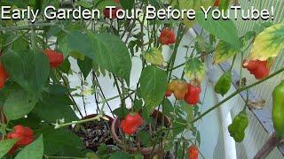 Early Garden Tour Before YouTube! Heirloom Reviews, Peppers, Tomatoes and chickens! : )