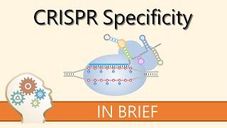 HOW TO IMPROVE CRISPR SPECIFICITY - GENE EDITING EXPLAINED!