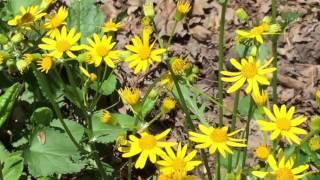 Capital Naturalist: Golden Ragwort or Groundsel