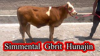 Fermadan Yosh Simmental  Gbrit Sotiladi ️91,656,00,92, Dastafka bor