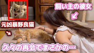 保護した子猫と彼女が久しぶりの再会でまさかの反応でした…