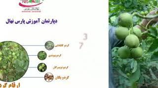 احداث باغ گردو -نهال گردو -نهالستان پارس