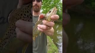 Trout catch and cook  