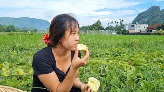 15 days of harvesting vegetables and fruits to sell at the market–Triệu Thùy Tiên