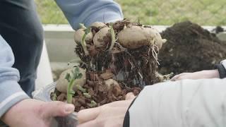 Výsadba brambor do pytlů