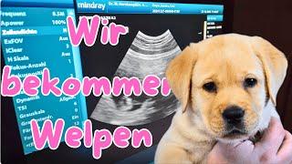 Mayfieldgarden Labradors: "Hallo Mama" Labrador Toni bekommt zum ersten Mal Welpen.