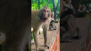 #phirum ry#Mom&baby#lovelymonkey#babysocute#viral#animals#like#Subscribe#youtube#videos#…