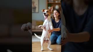 Why Jack Russells Are The Most Insane Dogs