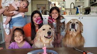 Golden Retriever Gordie first Birthday | Oshie's World