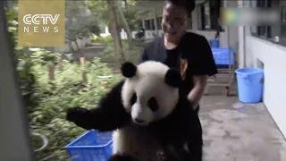 Cuteness overload: Conversation between panda and his keeper