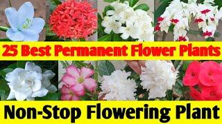 25 Best Permanent Flowering Plants of India / Nonstop Flowering Plant / Permanent Flower Plants