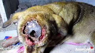 Dog's skull exposed from life-threatening wound.