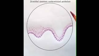 HISTOLOGY - How to draw Stratified squamous epithelium? - Part 1