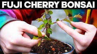 Refining a Fuji Cherry Bonsai Tree - Kojo-No-Mai