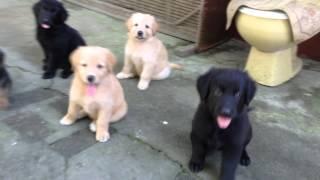 german shepherd/golden retriever mix at 7 weeks old responds to a call(dumaguete city)