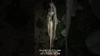 1メートルのシーバスをバスタックルで釣り上げた【衝撃映像】　#ガシラハンター #fishing #fish #高知の釣り場 #シーバス