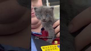 Meet "Milton" the kitten rescued from hurricane floodwaters