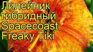 Лилейник гибридный Фрики Тики. Краткий обзор, описание hemerocalis Spacecoast Freaky Tiki