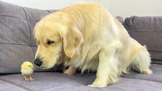 Golden Retriever Meets Newborn Baby Chick for the First Time!