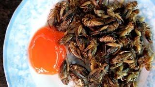 Is cricket the new white meat? BYU food scientist studies edible insects