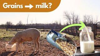 Unlock the Secrets of Dairy Sheep Feeding!