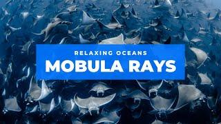 Mobula Ray Aggregation | Relaxing Ocean | Calming Video