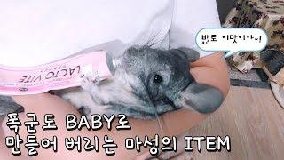 친칠라 키우기 - 칠라를 아기로 만들어 버리는 It item (baby chincilla)