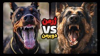 جنگ سگ ژرمن شپرد با سگ دوبرمن  German Shepherd vs Doberman