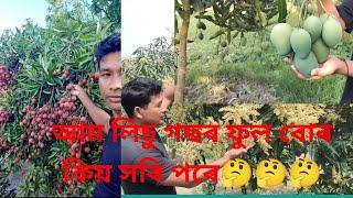 আম লিচু গছৰ ফুলবোৰ কিয় সৰি পৰে ?