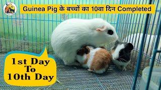 Guinea Pig Vlog: 10 Day Completed || My Experience 1st Day to 10th Day of Baby Guinea Pig