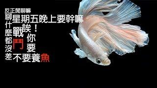 『水族系列 ep09』水族教學 | 新手鬥魚飼養  誒！你要養鬥魚嗎？養嘛養嘛～[CC字幕]