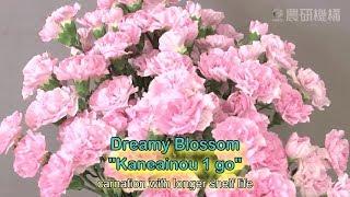 Dreamy blossom “Kaneainou 1 go” carnation with longer shelf life