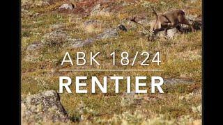 Reindeer cannot fly, but can migrate long distances. (ABK 18/24)