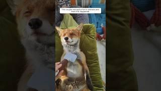 This couple rescued a fox in distress and then this happened.