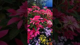 winter flower garden#shortvideo#viral#aparna gardener