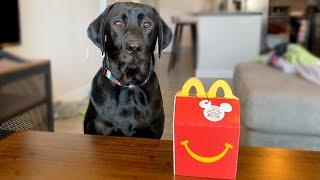 LABRADOR TRIES FIRST MCDONALDS HAPPY MEAL!!