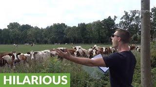 One-man "burping concert" attracts large gathering of cattle