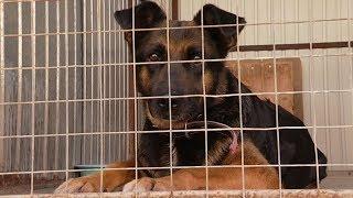 Тамбовские волонтеры привезли подарки в приют для животных «Доброе сердце»