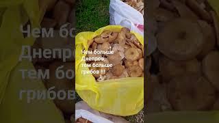 28.09.23 Мото грибы