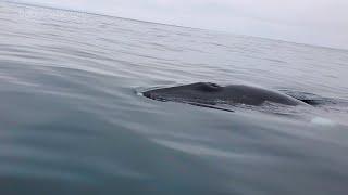 Whale Watching Captain’s Wife & Daughter Mugged…by a Minke Whale! | Capt. Dave's Whale Watching