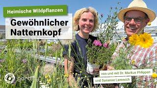 Heimische Wildpflanzen: Gewöhnlicher Natternkopf Echium vulgare, Insekten TGTA | gardify Tipps