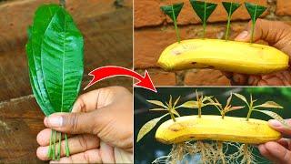 how to grow mango leaf in home garden and using cocpnut & barmicompost