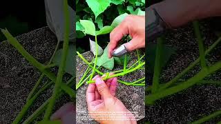 Easy Sweet Potato Vine Stem Cutting Method