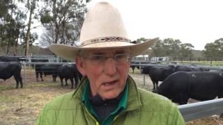 Wattletop Angus bull sale, August 3